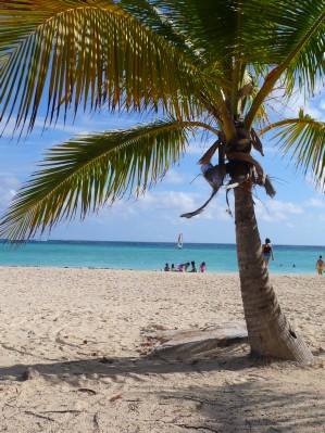 Palmera.JPG